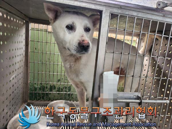 보호중 믹스견의 가…